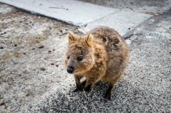 quokka