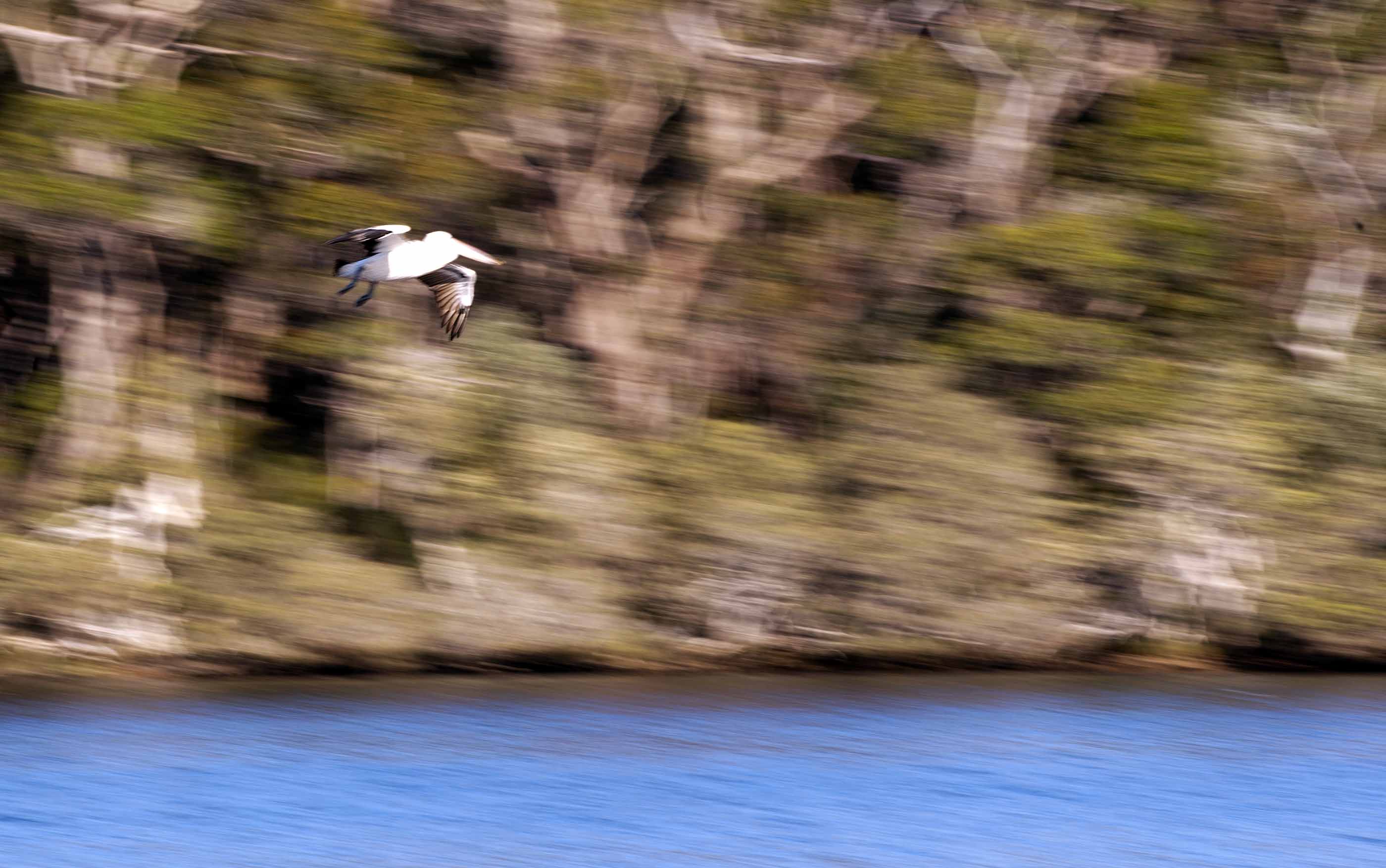 Pelican blur__